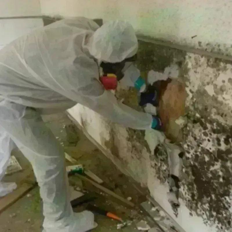 Mold Remediation and Removal in Tipton, IA